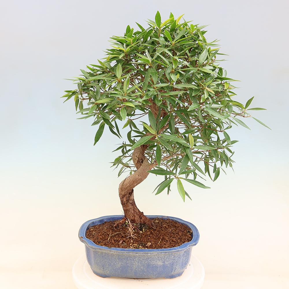 Salle bonsaï - Ficus nerifolia - ficus à petites feuilles
