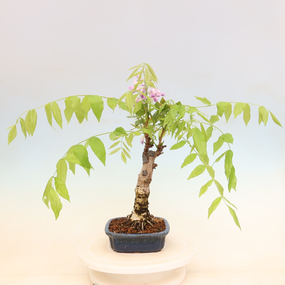Bonsaï d'extérieur - Wisteria floribunda