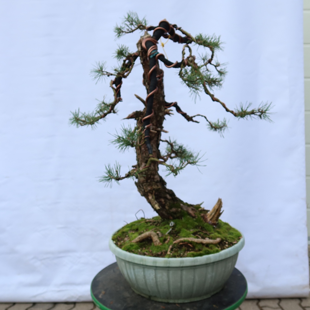 Pinus sylvestris Espagne - pin sylvestre