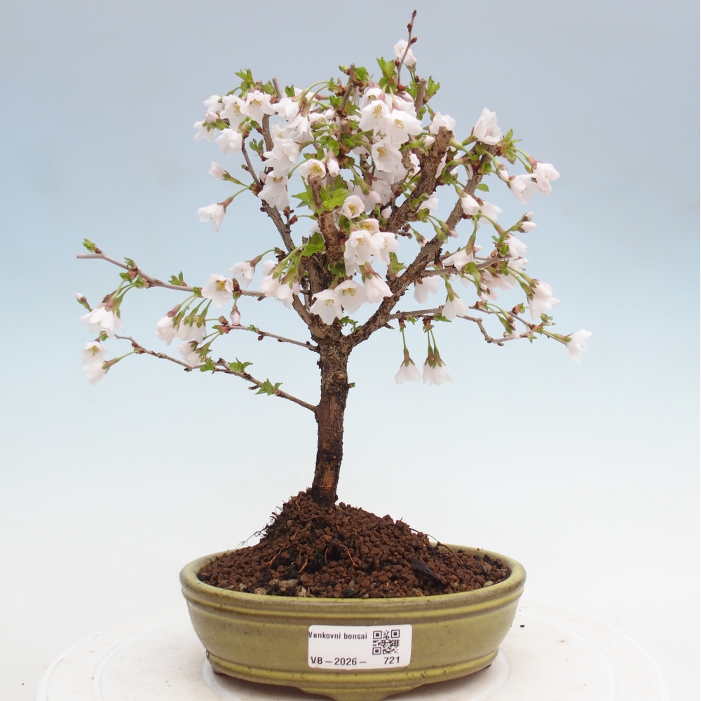 Bonsaï d'extérieur - Prunus incisa Kojou-no mai-Plivon découpé