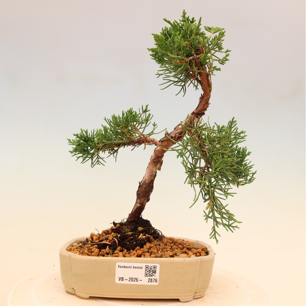 Bonsaï d'extérieur - Juniperus chinensis Kishu