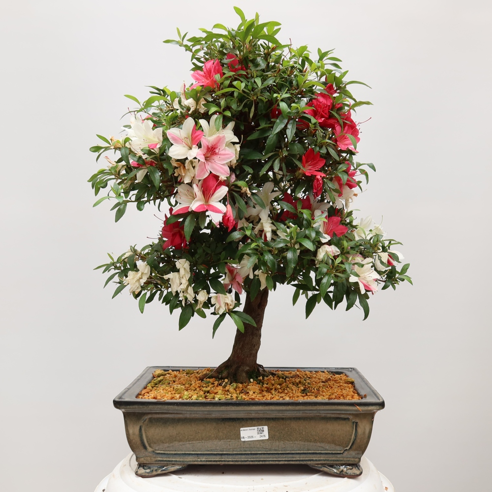 Bonsaï d'extérieur - Azalée japonaise - Azalea satsuki