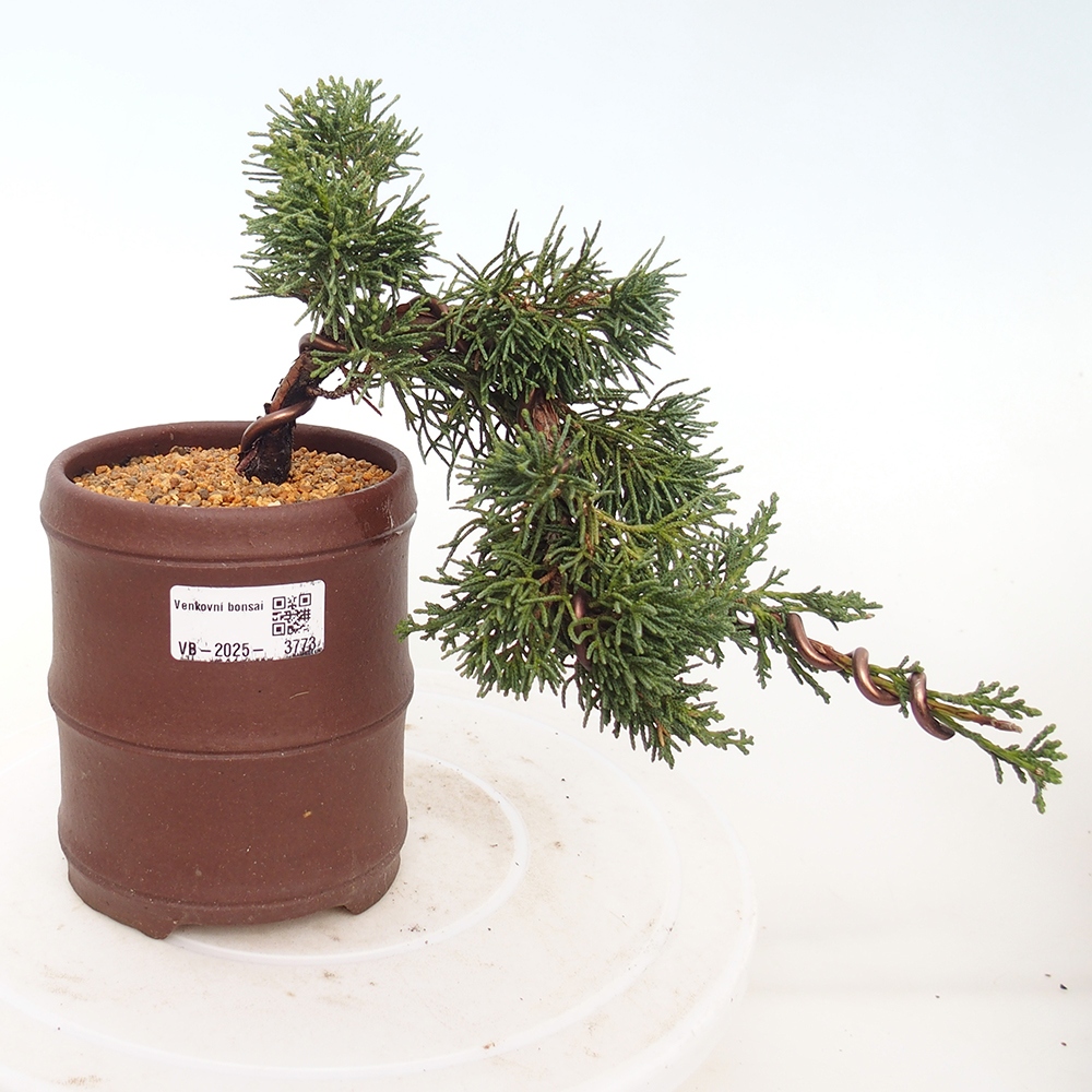 Bonsaï d'extérieur - Juniperus chinensis Kishu