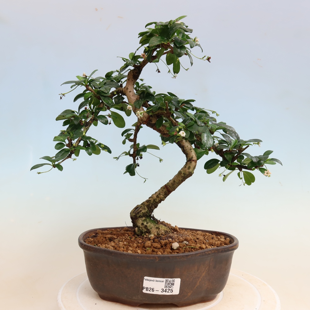 Bonsaï de chambre - Carmona macrophylla - Tea fuki