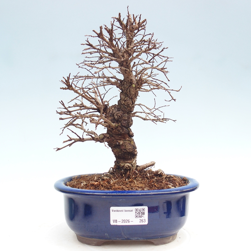 Bonsaï d'extérieur - Zelkova - Zelkova NIRE