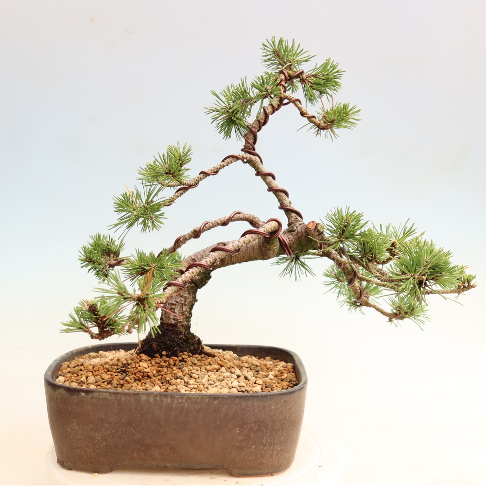 Bonsaï d'extérieur - Pinus mugo Humpy  - Pin nain
