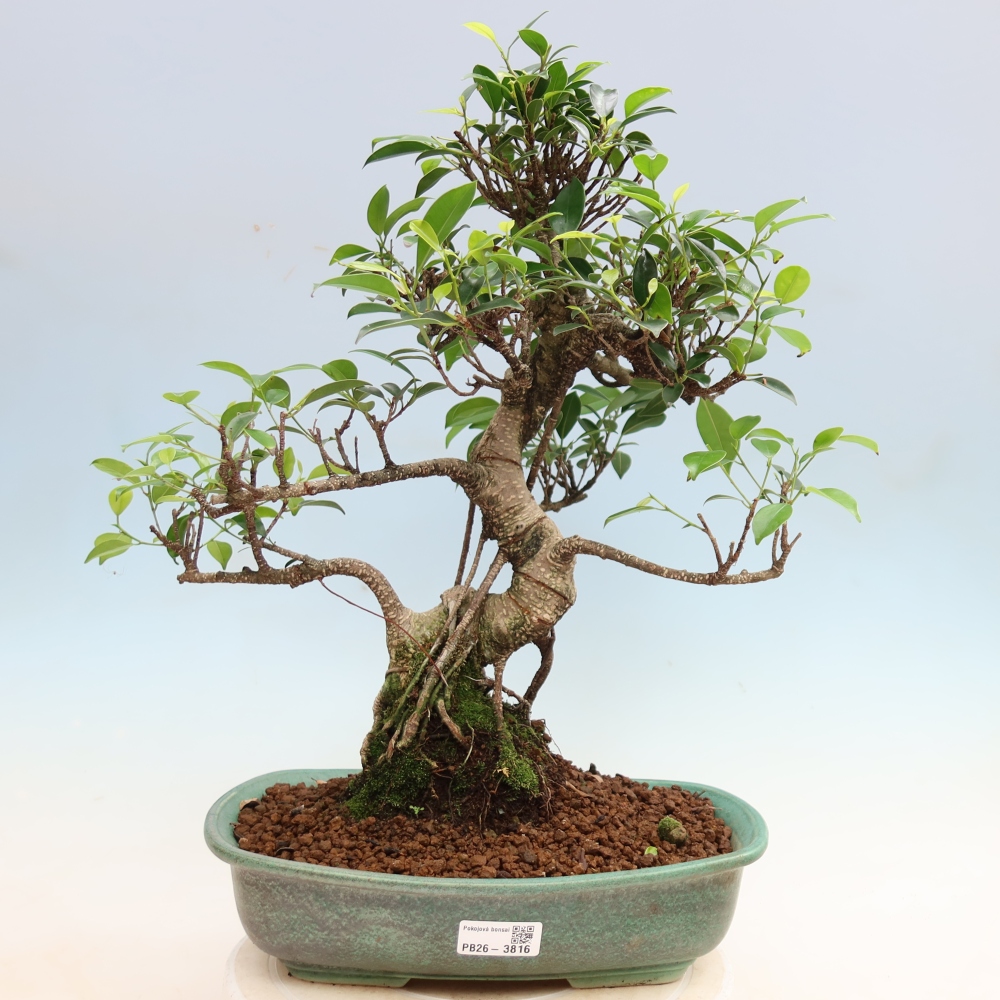 Salle bonsaï - Ficus kimmen - ficus à petites feuilles