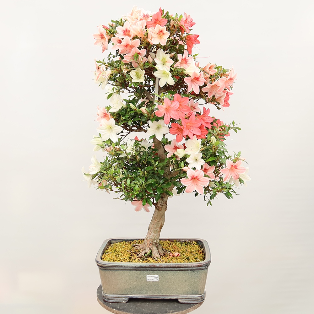 Bonsaï d'extérieur - Azalée japonaise - Azalea Saishun