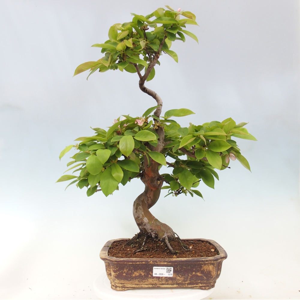 Bonsaï d'extérieur - Pseudocydonia sinensis - cognassier chinois