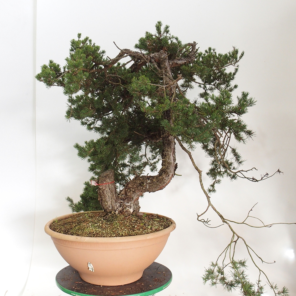 Yamadori - Pinus sylvestris Espagne
