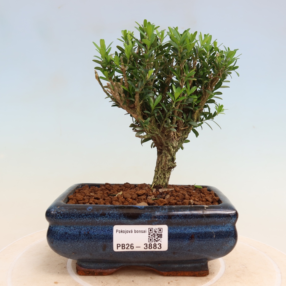 Bonsaï de chambre - Buxus harlandii - buxus liège