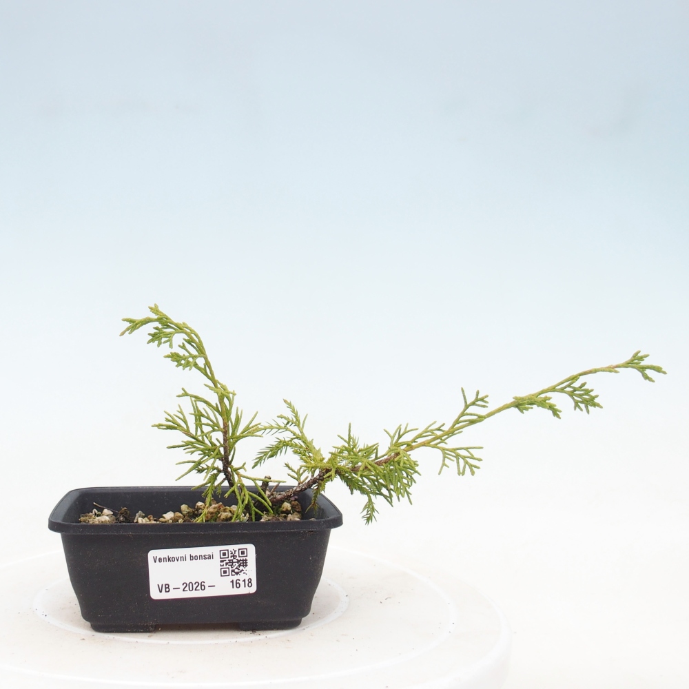 Bonsaï d'extérieur - Juniperus chinensis Itoigawa