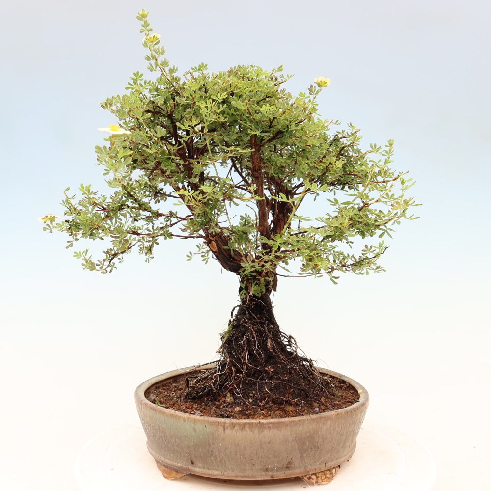 Bonsaï d'extérieur - Potentila fruticosa