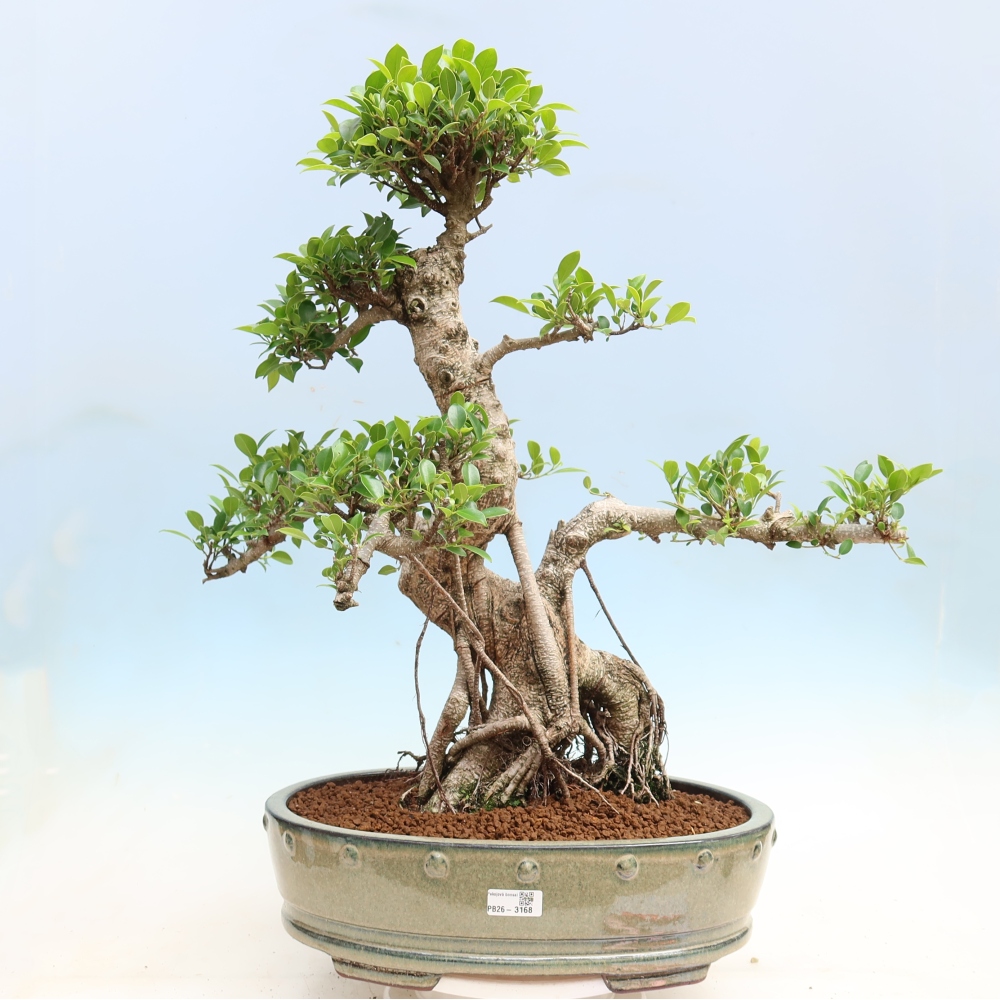 Salle bonsaï - Ficus kimmen - ficus à petites feuilles