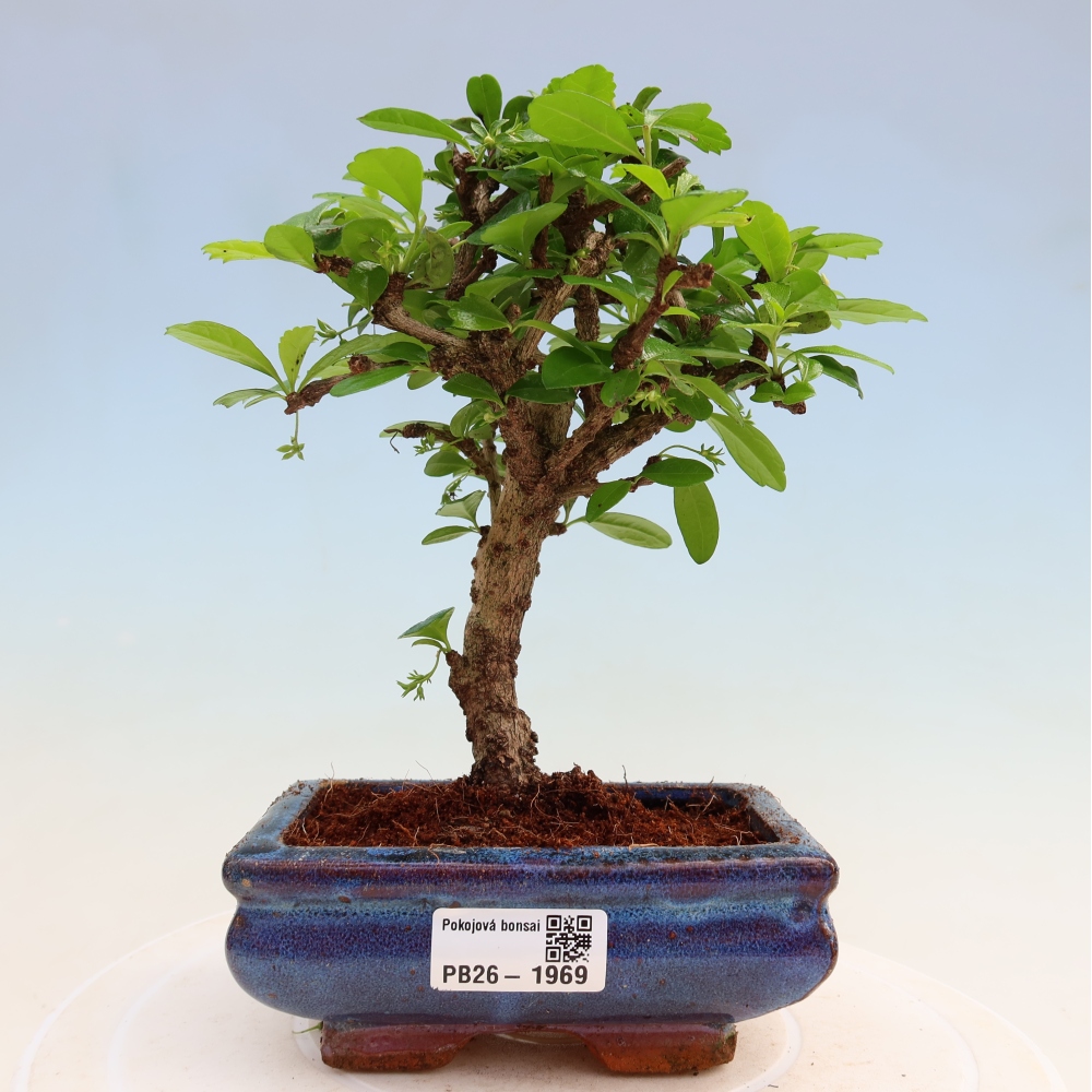 Bonsaï de chambre - Carmona macrophylla - Tea fuki