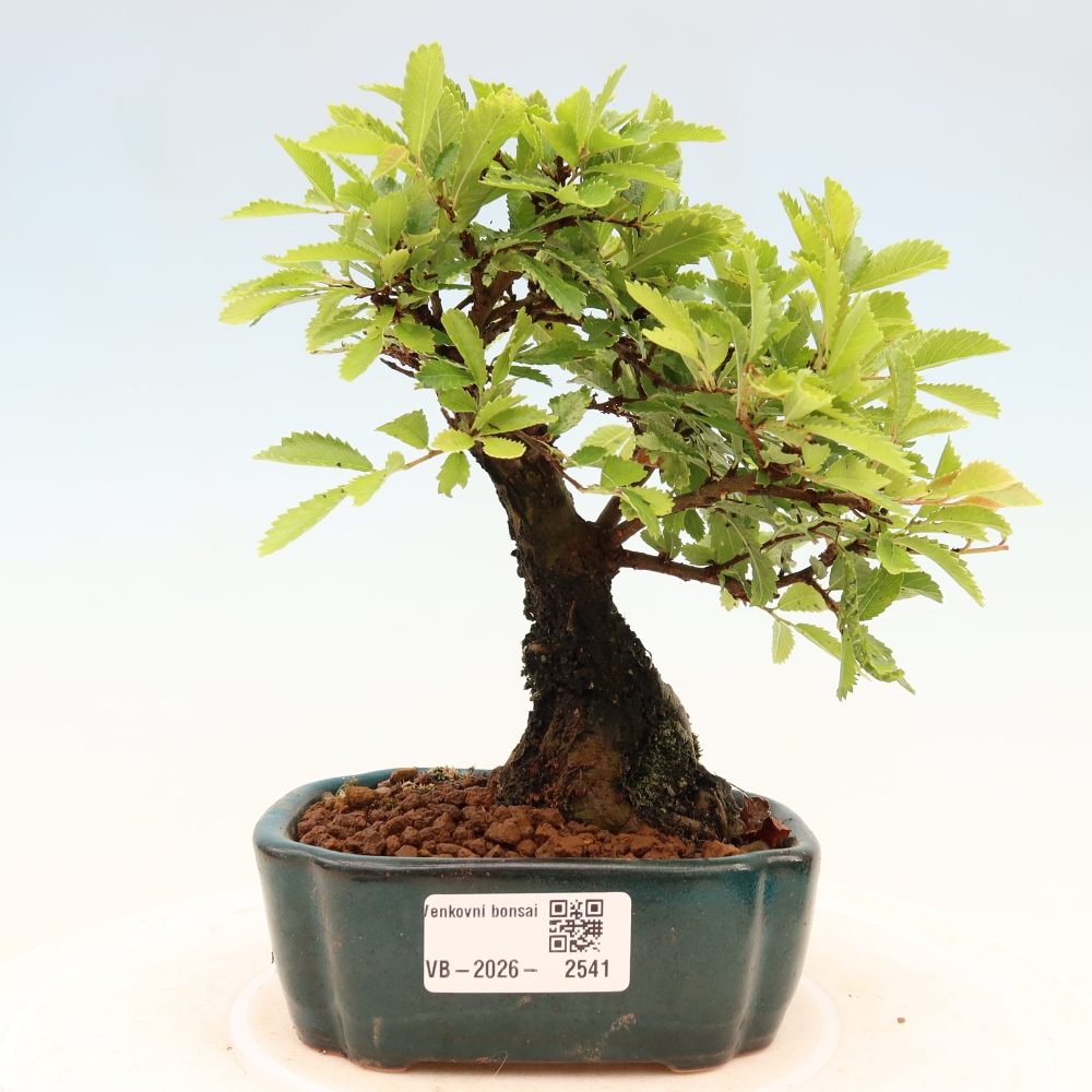 Bonsaï d'extérieur - Zelkova - Zelkova NIRE