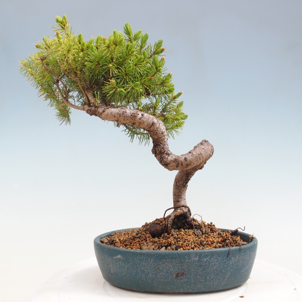 Bonsaï d'extérieur - Épicéa - Picea glauca globe