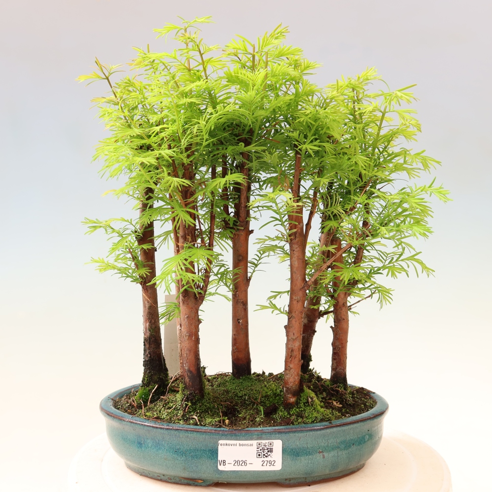Bonsaï d'extérieur - Metasequoia glyptostroboides - Métaséquoia de Chine - petit bosquet