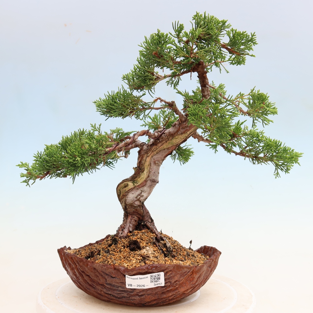 Bonsaï d'extérieur - Juniperus chinensis Itoigawa-Juniperus chinensis