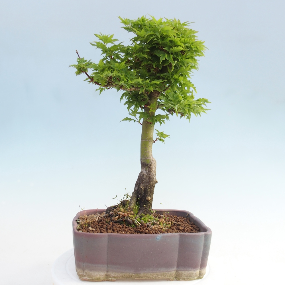 Bonsaï d'extérieur -Javor palm Acer palmatum Shishigashira