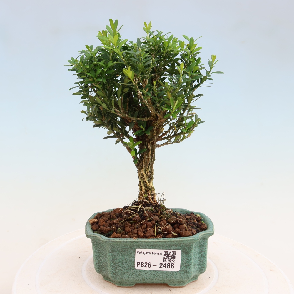 Bonsaï de chambre - Buxus harlandii - buxus liège