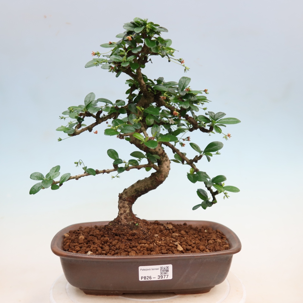 Bonsaï de chambre - Carmona macrophylla - Tea fuki