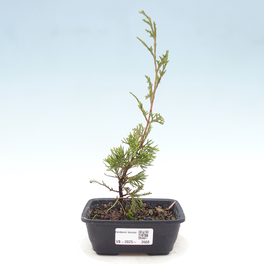 Bonsaï d'extérieur - Juniperus chinensis Itoigawa