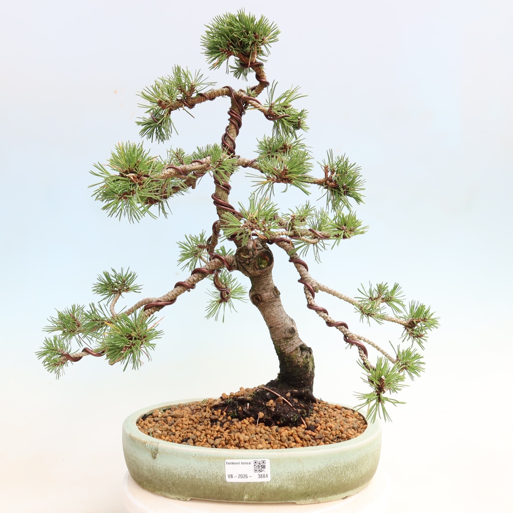 Bonsaï d'extérieur - Pinus mugo Humpy  - Pin nain