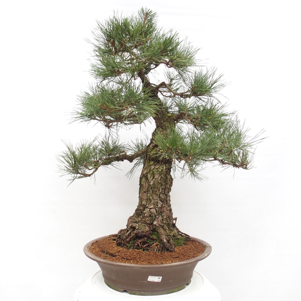 Bonsaï d'extérieur - Pinus thunbergii - Pin de Thunberg