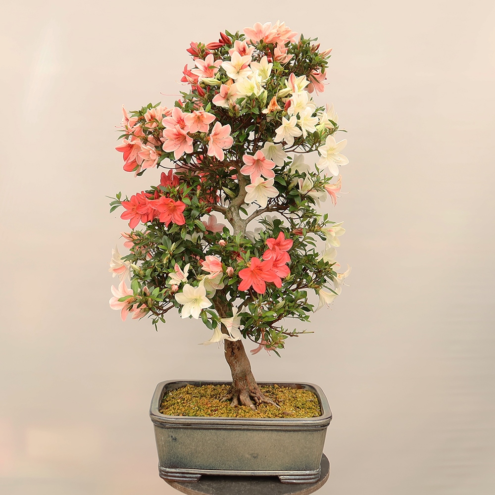 Bonsaï d'extérieur - Azalée japonaise - Azalea Saishun
