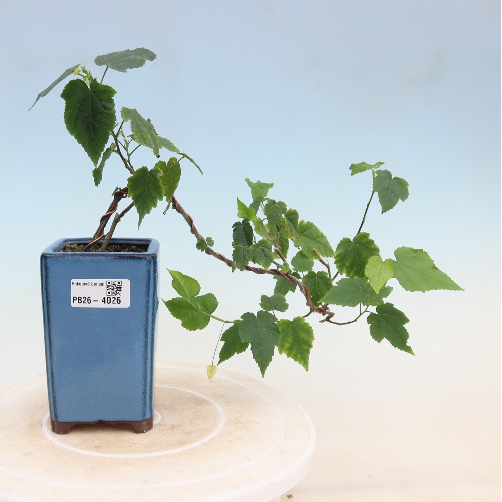 Bonsaï d'intérieur - Abutilon Big Bell - Cloudberry