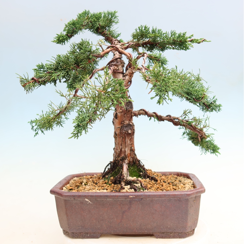 Bonsaï d'extérieur - Juniperus chinensis Kishu