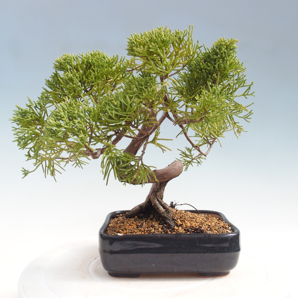 Bonsaï d'extérieur - Juniperus chinensis Kishu