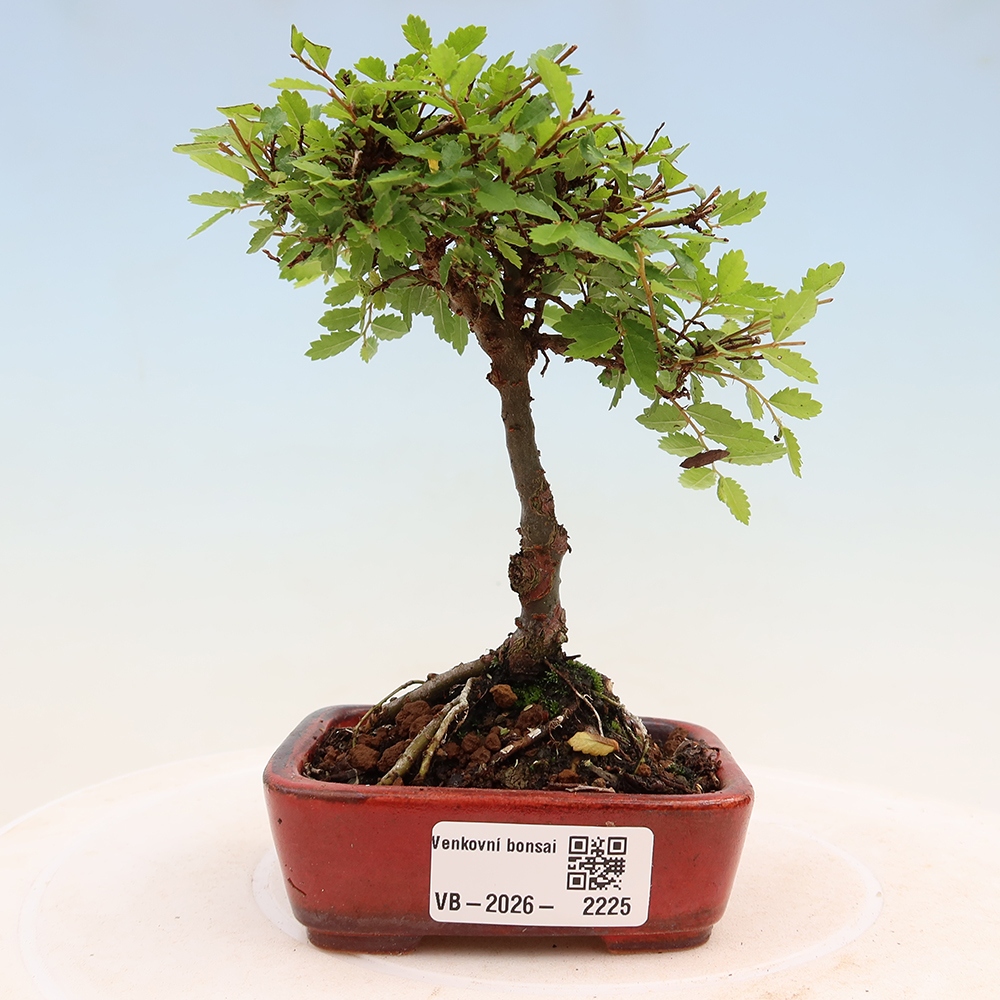 Bonsaï d'extérieur - Ulmus parvifolia Sagei - Orme à petites feuilles