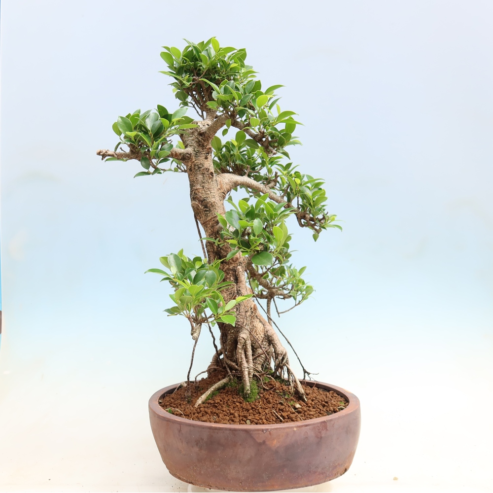 Salle bonsaï - Ficus kimmen - ficus à petites feuilles