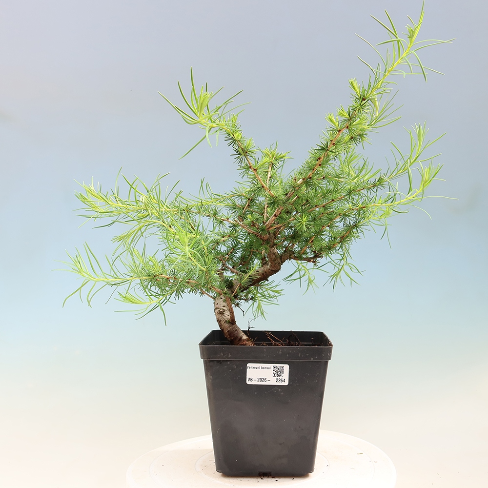 Bonsaï d'extérieur -Larix decidua - Mélèze