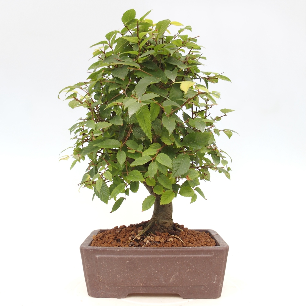 Bonsaï d'extérieur - Zelkova - Zelkova NIRE
