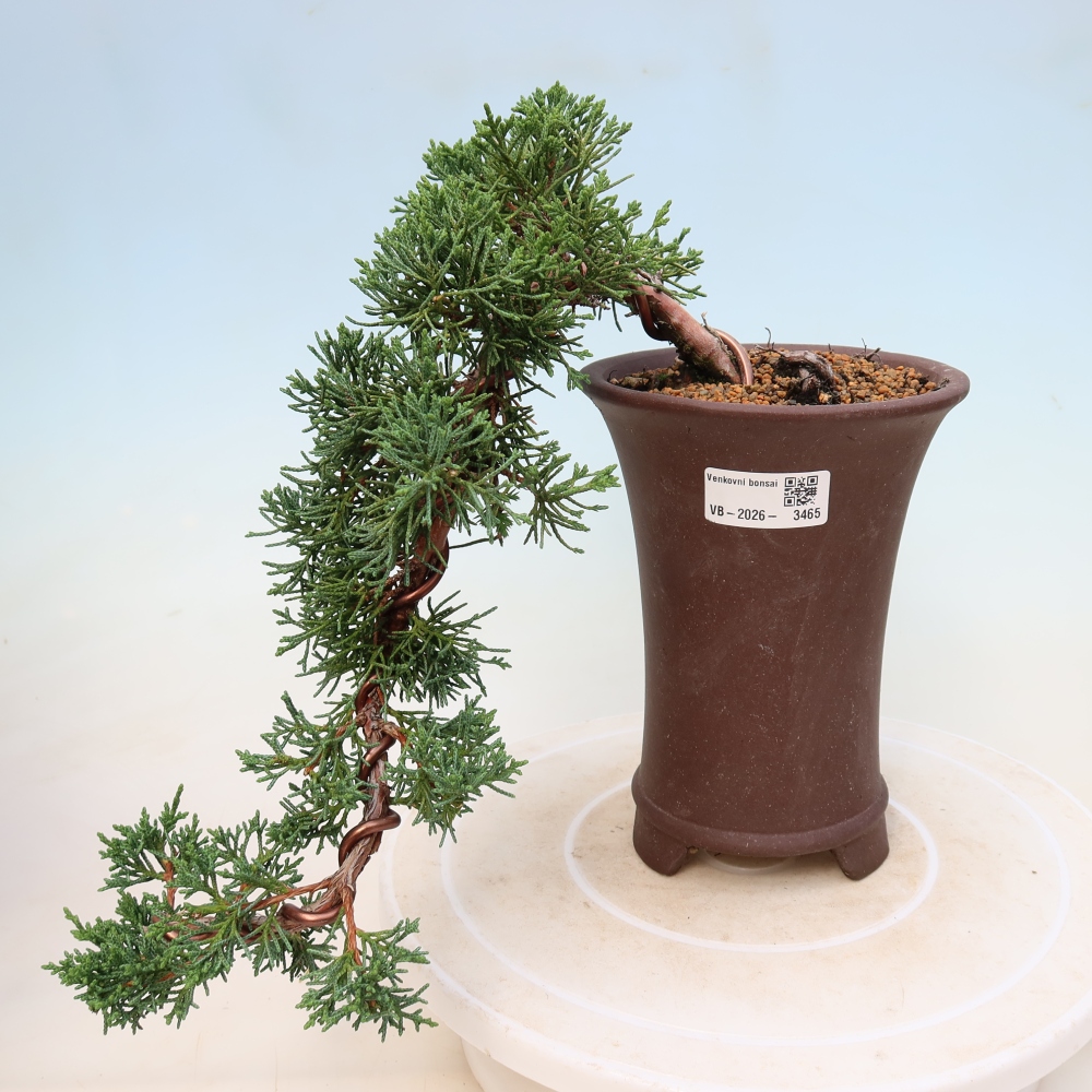 Bonsaï d'extérieur - Juniperus chinensis Kishu