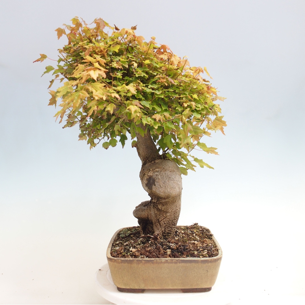 Bonsaï d'extérieur - Acer Buergerianum - Burger Maple