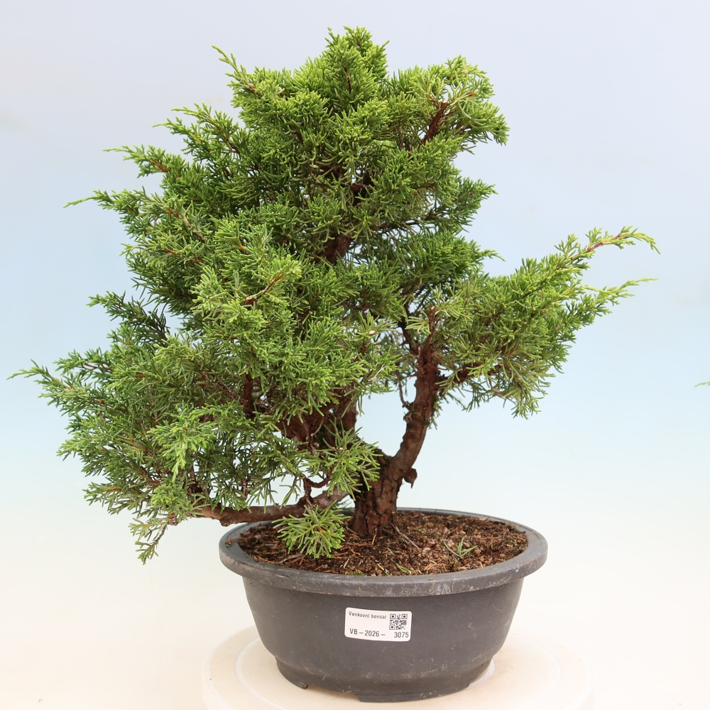 Bonsaï d'extérieur - Juniperus chinensis Itoigawa-Juniperus chinensis