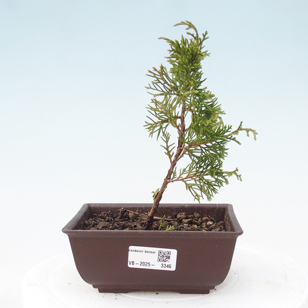 Bonsaï d'extérieur - Juniperus chinensis Itoigawa