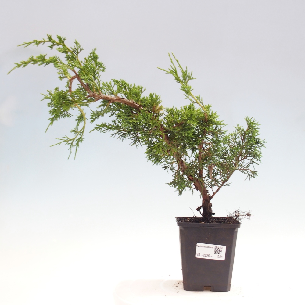 Bonsaï d'extérieur - Juniperus chinensis Itoigawa
