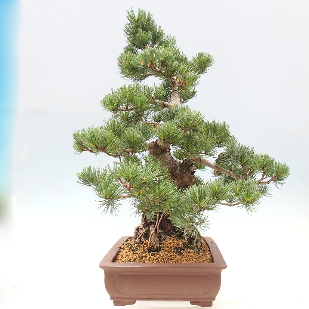 Bonsaï d'extérieur - Pinus parviflora - Pinus parviflora