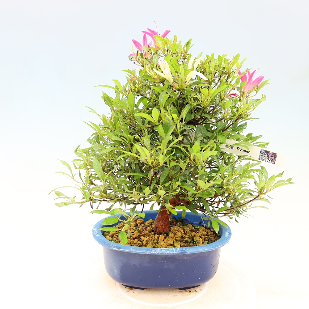 Bonsaïs d'extérieur - Azalée japonaise - Azalea Ryusen