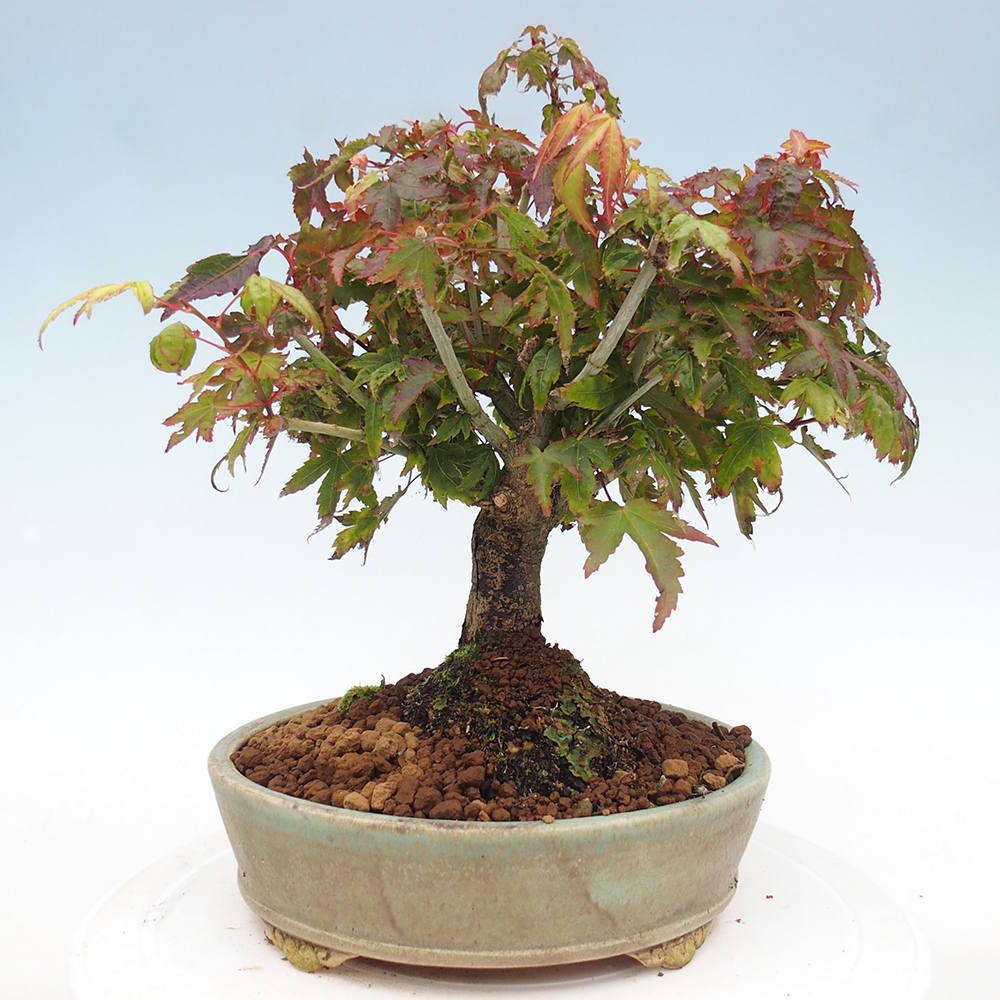 Acer palmatum KIOHIME - Érable palmé