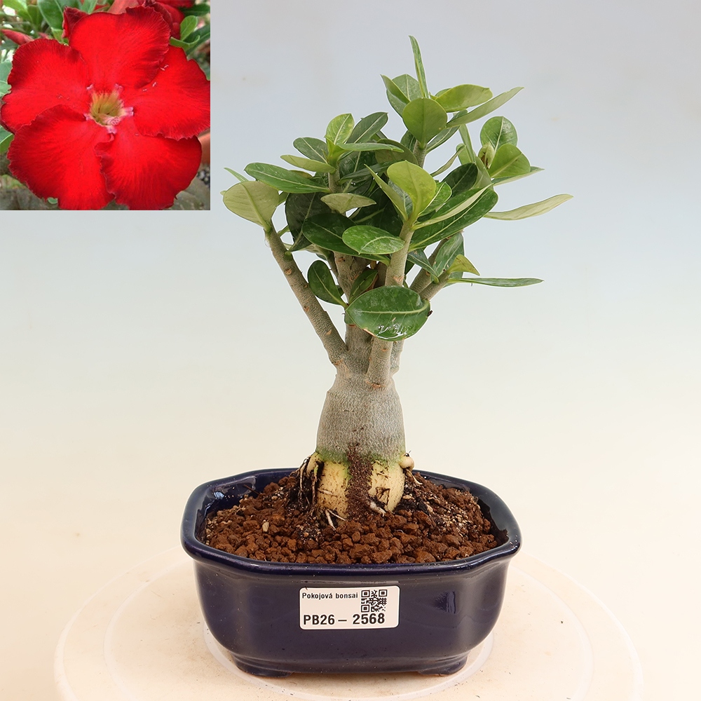 Bonsaï d'intérieur - Adenium obesum Red Star - Rose du désert