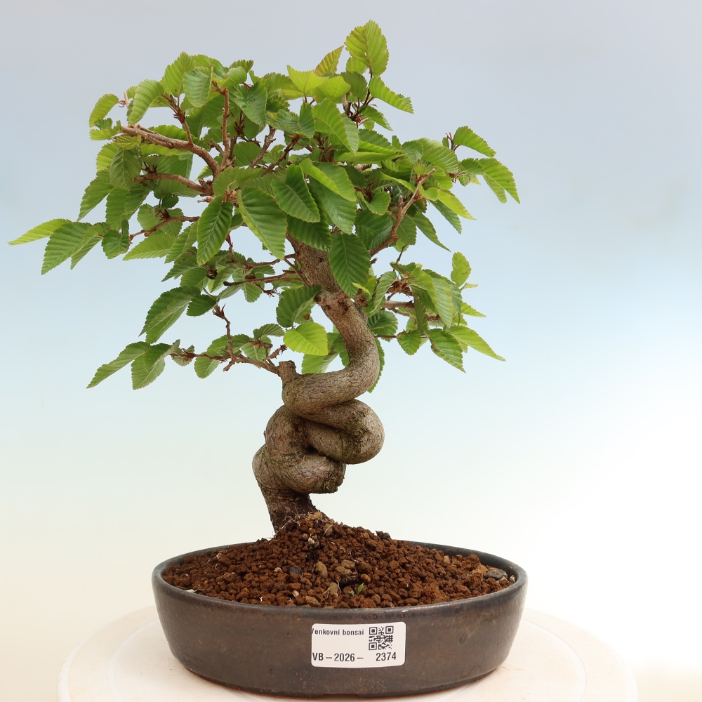 Bonsaï d'extérieur -Carpinus Coreana - Charme de Corée