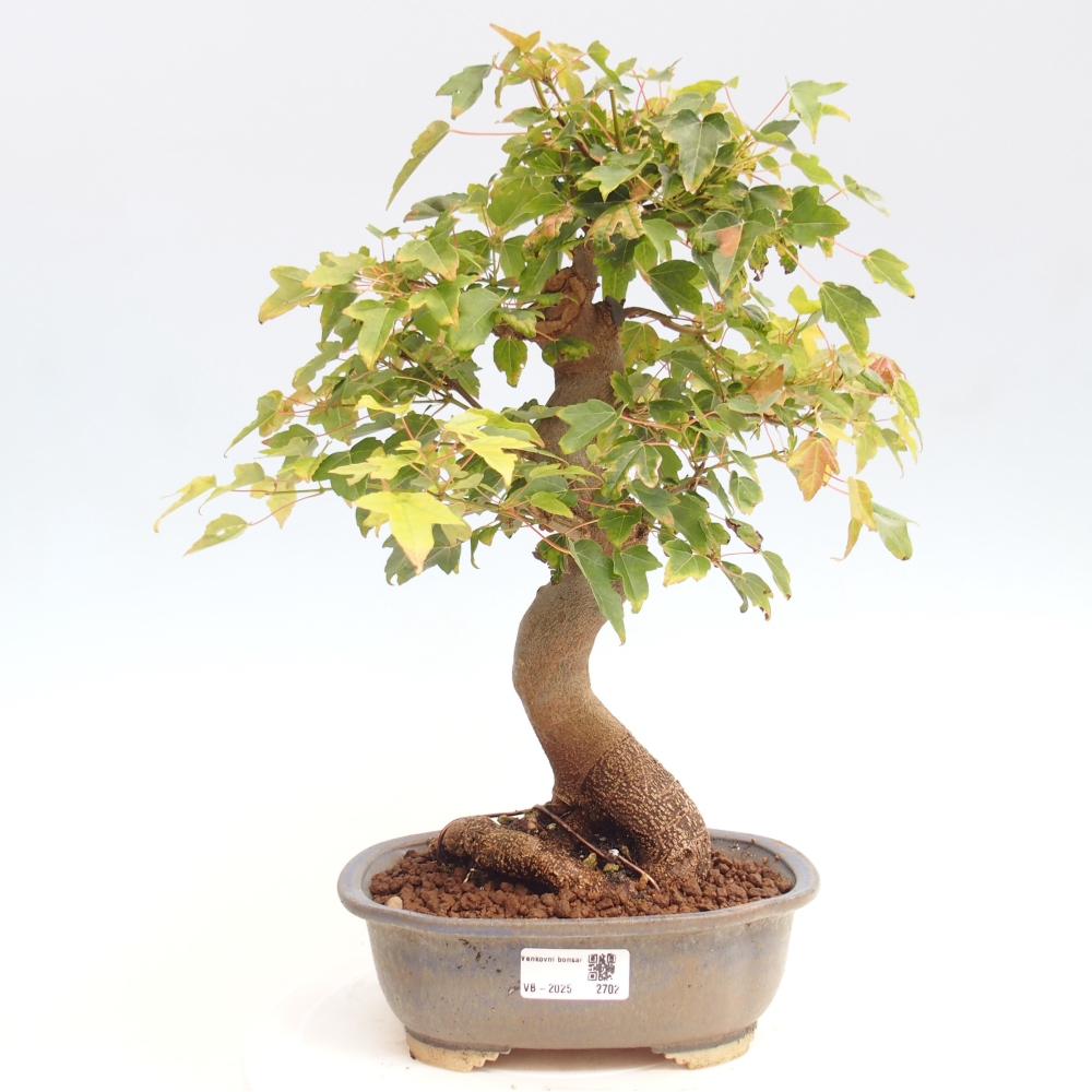 Bonsaï d'extérieur - Acer Buergerianum - Burger Maple