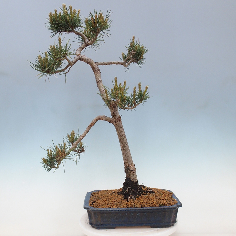 Bonsaï d'extérieur - Pinus Sylvestris Watererri - Pin sylvestre