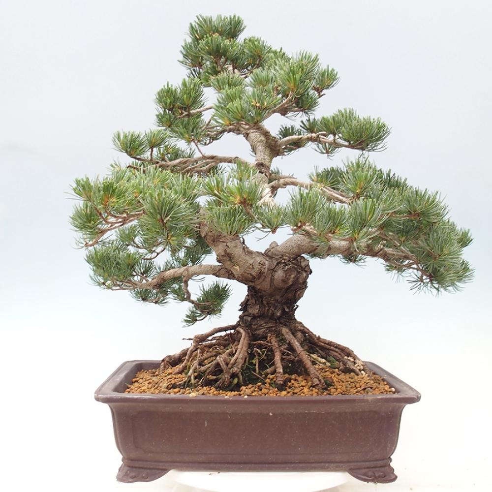 Bonsaï d'extérieur - Pinus parviflora - Pinus parviflora